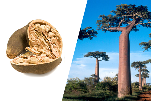 バオバブクリーム